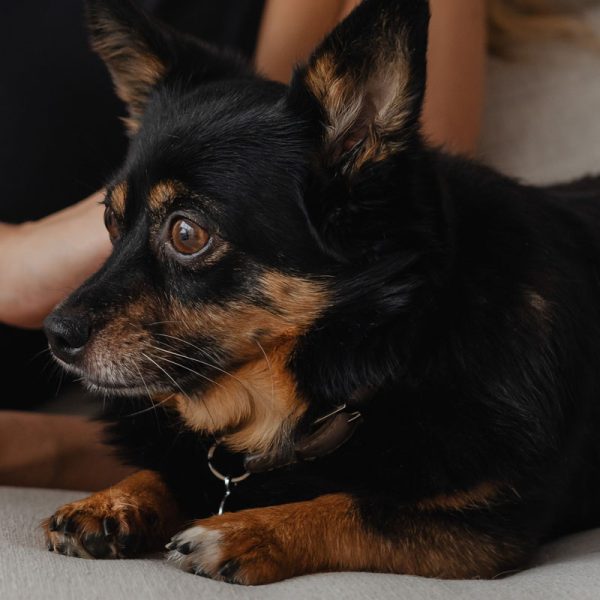 אינתיפאדת הטקסס שלי